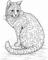 Coloring Leopard Pages Sitting Cat Animals Adult sketch template