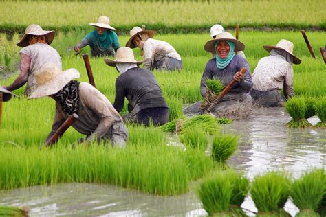 the rice harvest in nueva vizcaya philippines rice