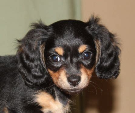 miniature long haired male chiweenie chiweenie chiweenie puppies puppies
