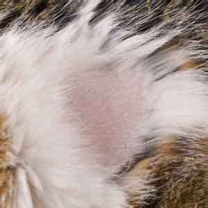 cat losing hair cat hair loss explained ellevet sciences