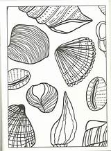 Seashell sketch template
