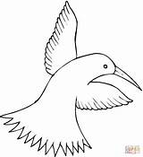 Coloring Pages Bird Hummingbird Printable Humming Gif Silhouettes Categories sketch template