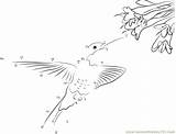 Hummingbird Worksheet sketch template