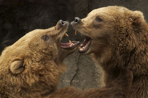 adult bears links porn galleries