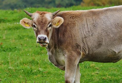 allgaa asaazaasaaasau dairy cattle  ruminant cute cows