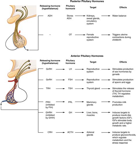 The Pituitary Gland And Hypothalamus Anatomy And Physiology