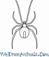 Spider Redback Draw Easy Tutorial Print sketch template