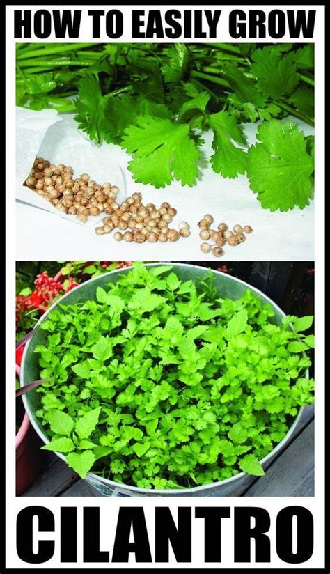growing cilantro  containers plants growing cilantro veggie