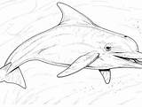 Dolphin Line Drawing Coloring Pages Dolphins Printable Getdrawings Spinner sketch template