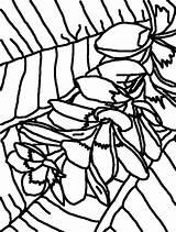 Coloring Pages Flower Frangipani Plumeria Flowers Portrait Printable Getdrawings Getcolorings sketch template