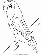 Oiseau Perroquet Perruche Coloriages Papagei Colorat Pasari Aves Papageien Pappagalli Gratuit Parrot Parrots Ara P86 Branche Planse Gabon Parakeet Perruches sketch template