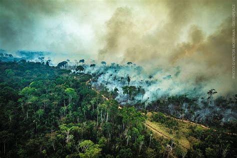 amazon fires      understory rainforest action network