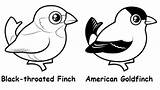 American Coloring Pages Goldfinch Birds Cute sketch template