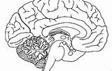 Neuroanatomia Brain Anatomy Neuroscience Humano sketch template