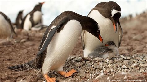 Interesting Facts About Gentoo Penguins Just Fun Facts