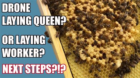 drone laying queen   laying worker bee drone brood drone cells youtube