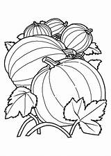 Toamna Colorat Desene Melon Planse Fruits Calabazas Colorir Hugolescargot Melons Cinderela sketch template