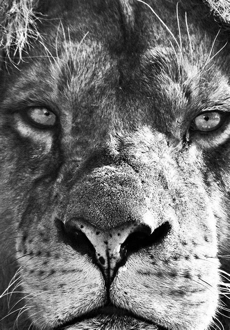 leeuw leeuwenkop lionhead leeuwenkoning leeuwenportret van maartje van tilborg op canvas