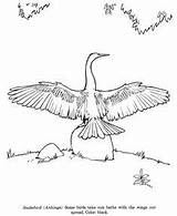 Anhinga Drawing Identification Snakebird Roseate Spoonbill Animals Designlooter Birds sketch template