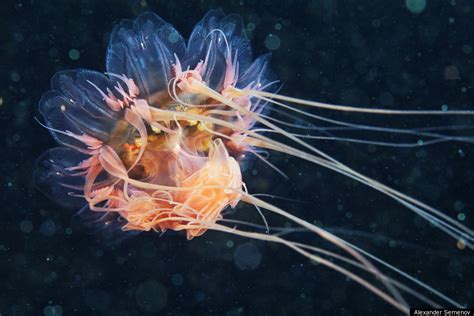 photographer   close  personal  jellyfish huffpost