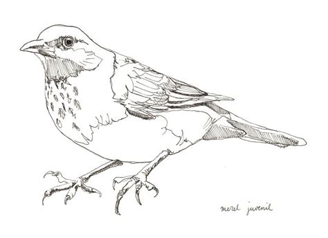 maartje van den noort bird art animal illustration bird drawings