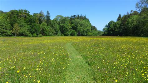meadow moor meadows