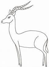 Gazelle Antilope Impala Sauvages Lire Savane Africains sketch template
