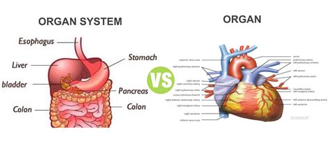 difference  organ  organ system