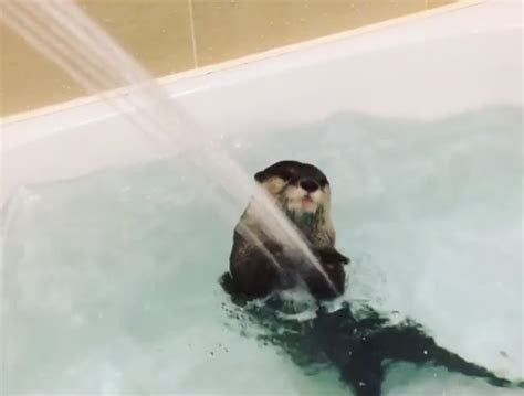 takechiyo the instagram otter takes a bath and shower at the same time metro news