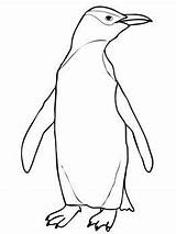 Penguin Coloring Eyed Yellow Hoiho Pages Drawing Color Printable Chinstrap Emperor Penguins Draw Cute Supercoloring Print Getdrawings Choose Board Getcolorings sketch template