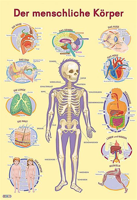 mein lernposter der menschliche koerper buch weltbildde
