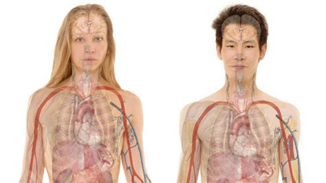 human body diagram male and female ~ diagram