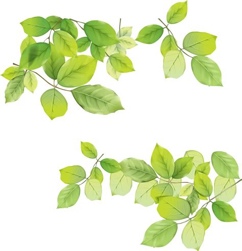png green leaves transparent green leavespng images pluspng