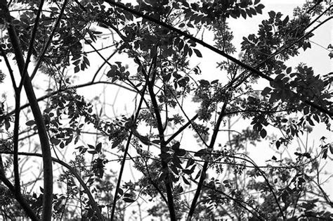 branches  landscape photography nature
