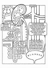 Kidney Physiology Ausmalbilder Immune Momjunction Nursing Binder Mc2 Excretor Science Anatomie Covers Students Ensenanza sketch template