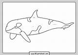 Orca Whale Killer Abcworksheet Orcas Fáciles Oso Iluminar sketch template