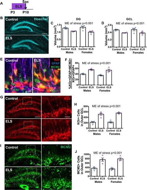 Early Life Stress Results In An Immature Dentate Gyrus