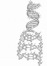 Replication Answers Transcription Helix Translation Acid Nucleic Genetics Rna Tudodesenhos Sketchite Chessmuseum sketch template