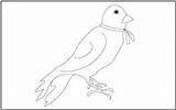 Coloring Birds Tracing Sparrow Pages sketch template