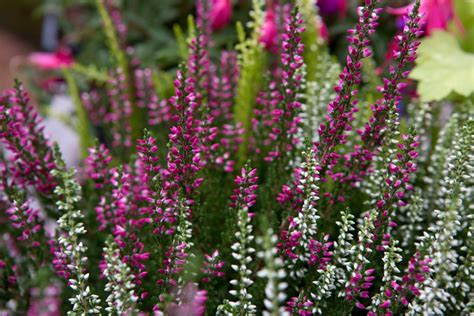 winter flowering plants bbc gardeners world magazine