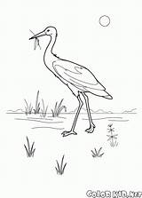 Coloring Stork Colorkid sketch template
