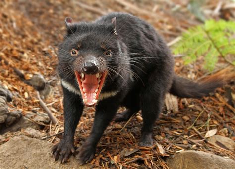 tasmanian devil  amazing facts  wildlife