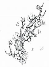 Blossom Cherry Drawing Branch Pencil Sketch Tree Tattoo Stencil Japanese Branches Tattoos Vine Chinese Drawings Flower Blossoms Flowers Sketches Outline sketch template