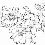 Camellia Watermedia sketch template