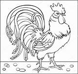 Coloring Rooster Drawing Pages Chicken Imagenes Blanco Drawings Dibujos Para Colorear Negro Fight Colouring Animal Pencil Stock Gallinas Gallo Bird sketch template