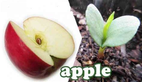 panduan singkat  menanam buah apel langsung  bijinya
