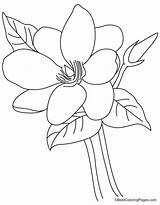 Magnolia Flower Coloring Pages Template Kids Bestcoloringpages sketch template