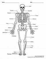 Skeleton Human Timvandevall Unlabeled Diagram Labeled sketch template