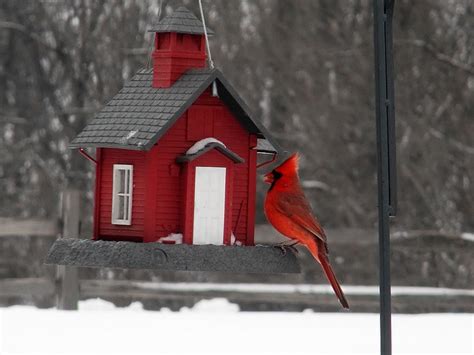 cardinal decorative bird houses unique bird houses bird house