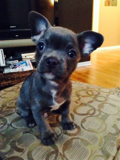17 best images about charlie s puppies chihuahuas cats